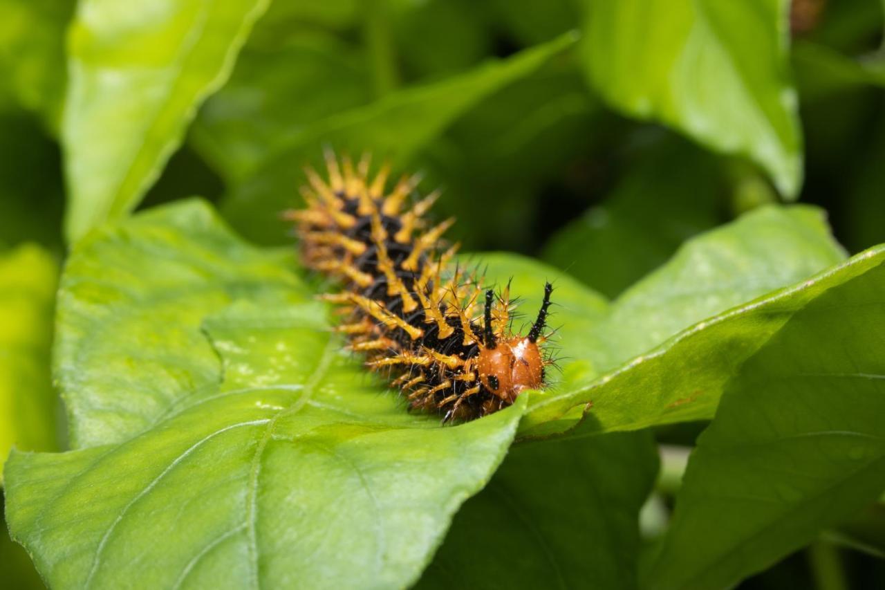 Batchelor Butterfly Farm Hotel Ngoại thất bức ảnh