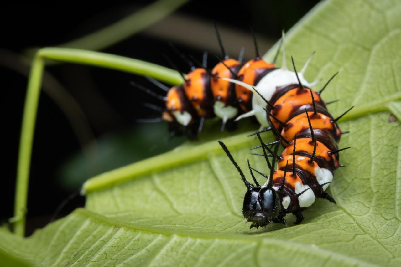 Batchelor Butterfly Farm Hotel Ngoại thất bức ảnh