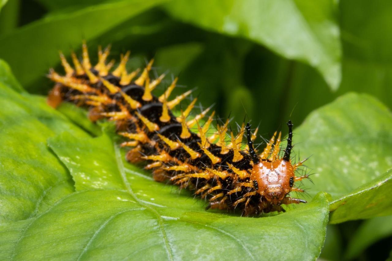 Batchelor Butterfly Farm Hotel Ngoại thất bức ảnh
