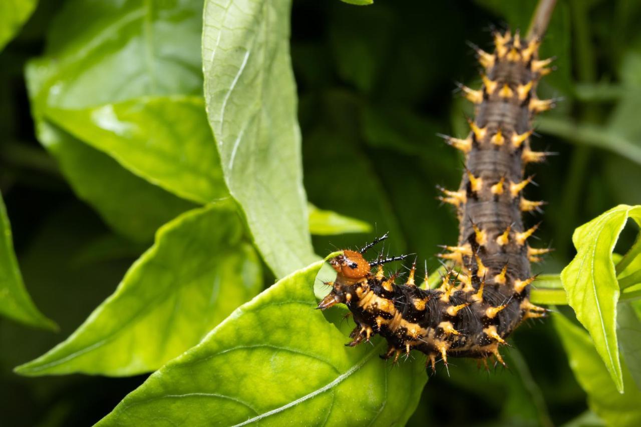 Batchelor Butterfly Farm Hotel Ngoại thất bức ảnh