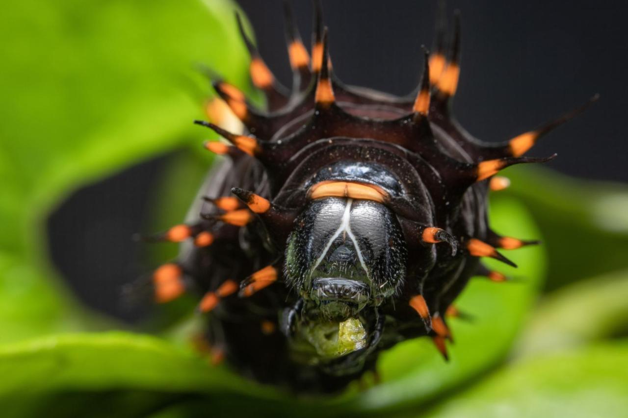 Batchelor Butterfly Farm Hotel Ngoại thất bức ảnh