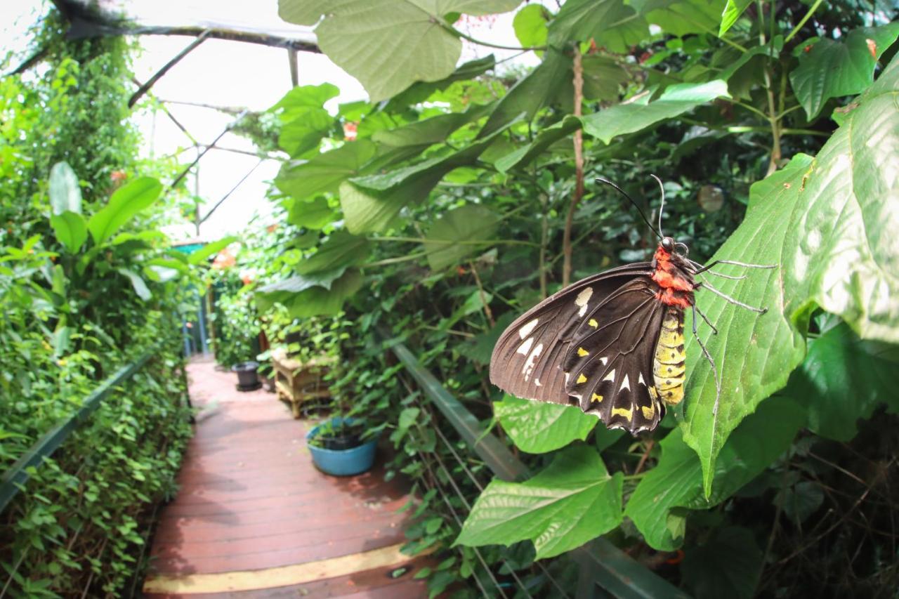Batchelor Butterfly Farm Hotel Ngoại thất bức ảnh