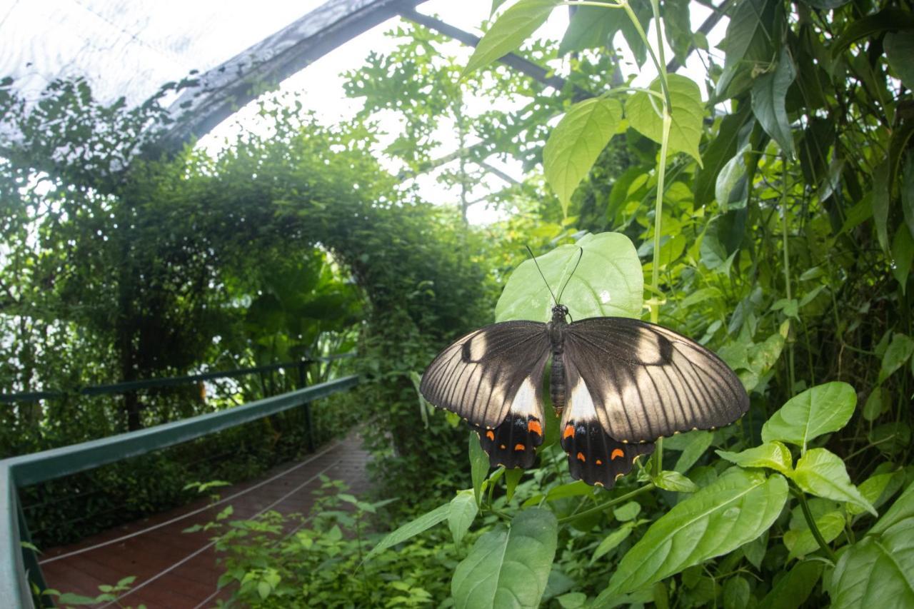 Batchelor Butterfly Farm Hotel Ngoại thất bức ảnh