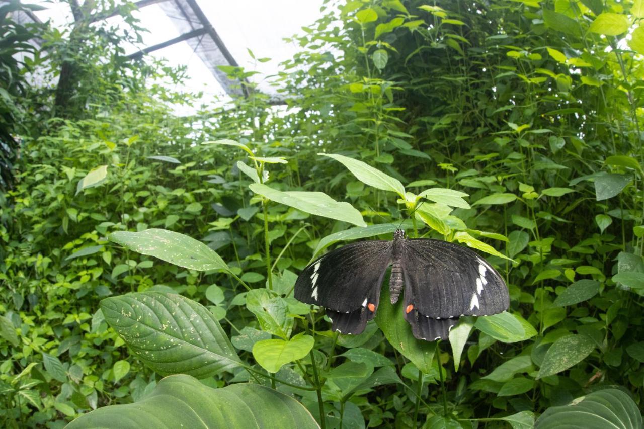 Batchelor Butterfly Farm Hotel Ngoại thất bức ảnh