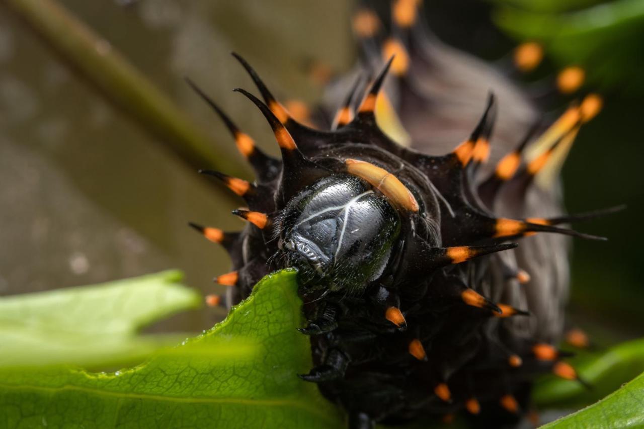 Batchelor Butterfly Farm Hotel Ngoại thất bức ảnh