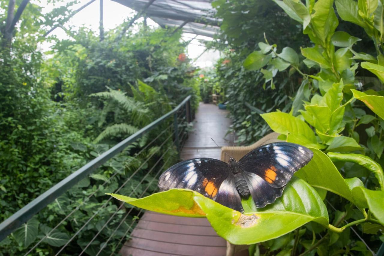 Batchelor Butterfly Farm Hotel Ngoại thất bức ảnh
