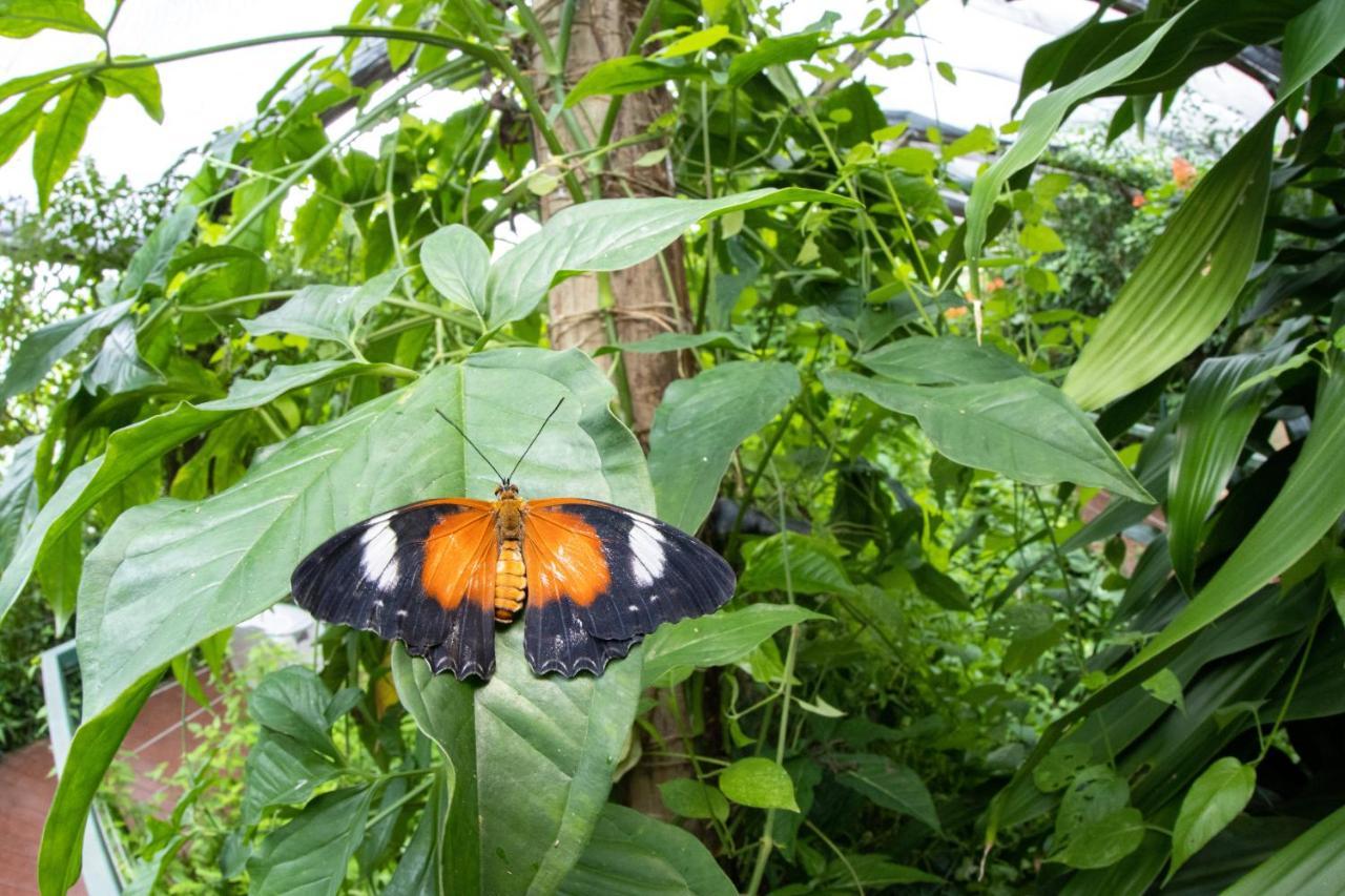 Batchelor Butterfly Farm Hotel Ngoại thất bức ảnh